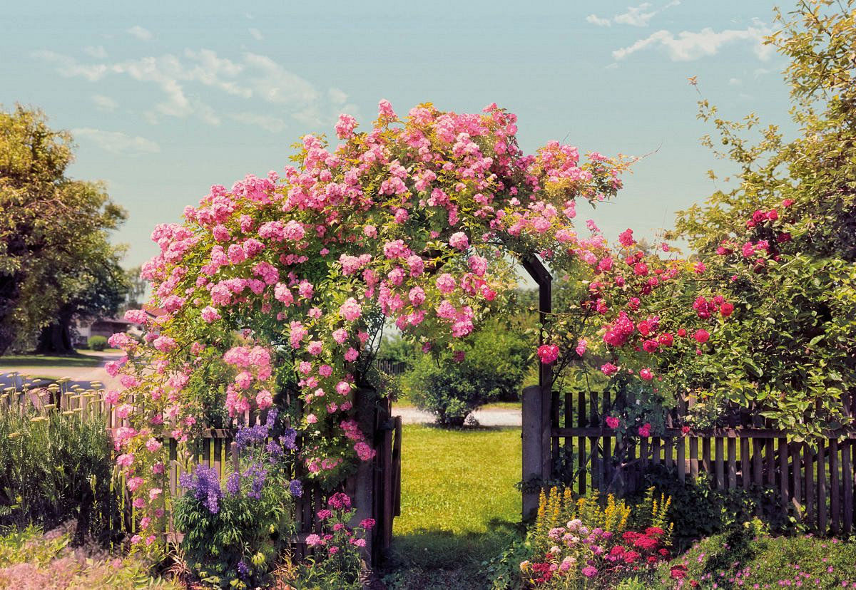 Papel fotomural Rosas jardín 8936 Komar