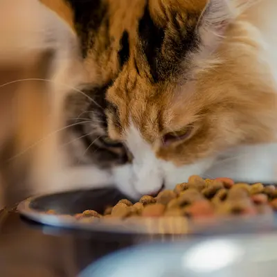 Categoría Mascotas Alimento para gatos