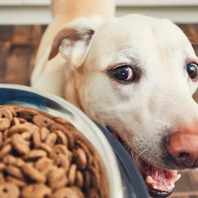 Categoría Mascotas Alimento para perros
